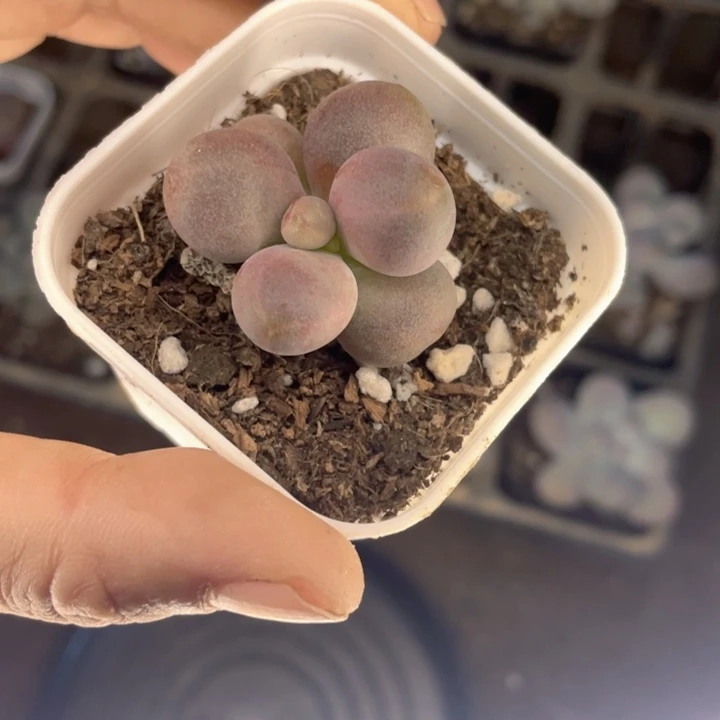 糖果单头随机发满18包邮