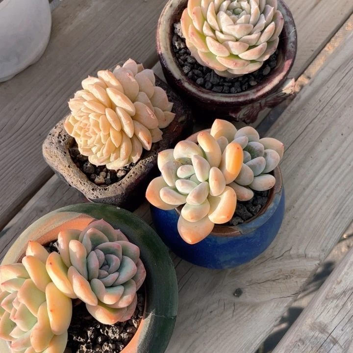4盆一起带盆发货