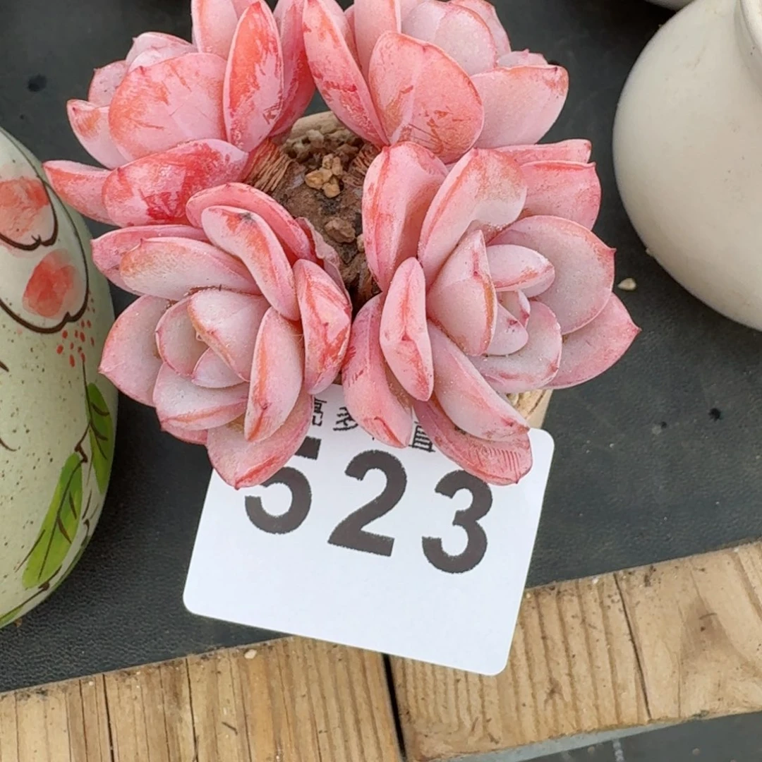 布鲁蓝      愿你一路坦途，乘风破浪展宏图