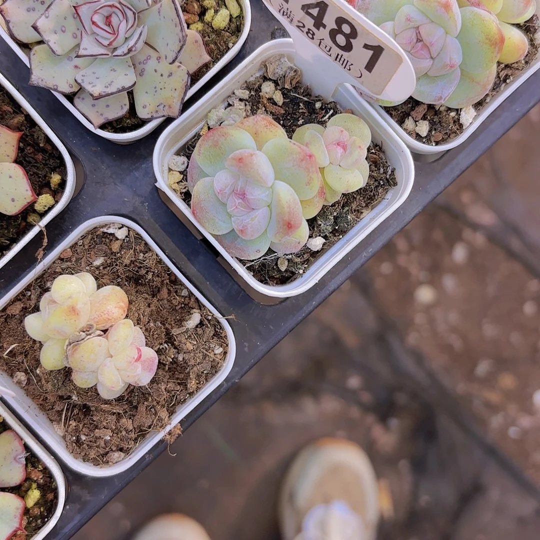 E481紫心冰玉一物一拍