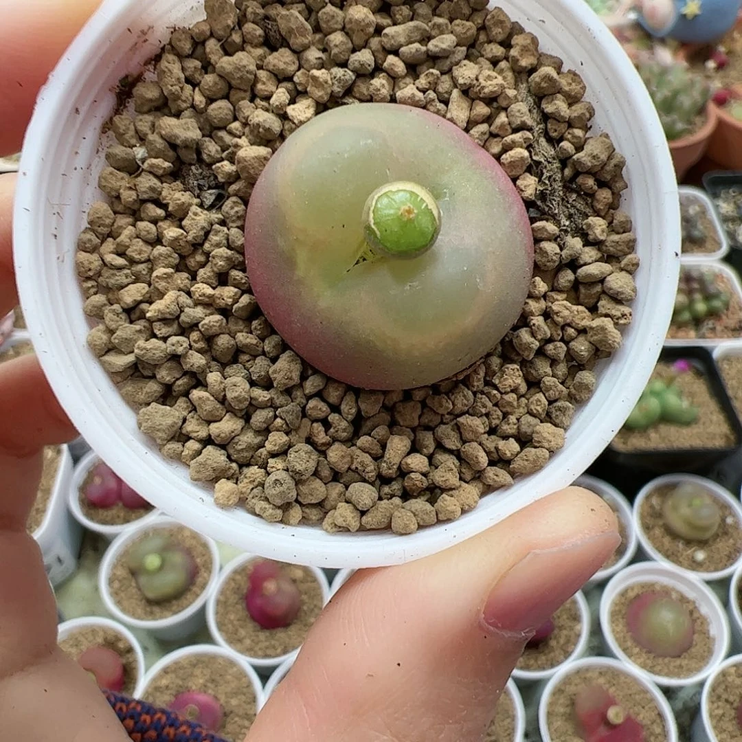 【闪购商品】66 带盆