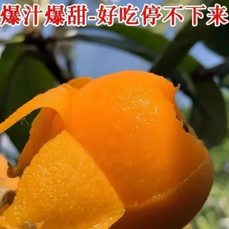 五星大枇杷四川宜宾枇杷鲜果现摘清甜好吃当季新鲜水果