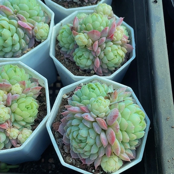 八角盆羊子球群带盆