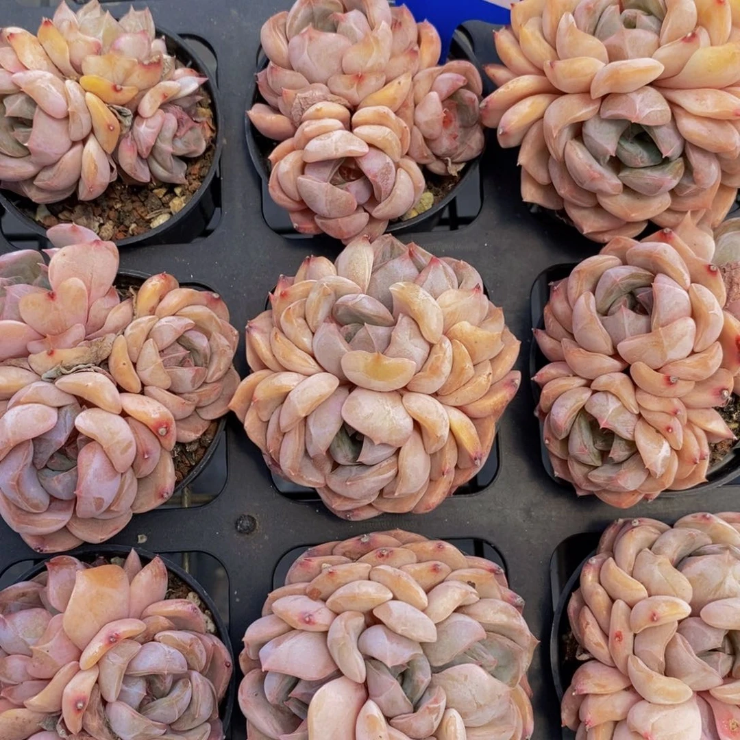 39-精品糖心夜莺群一个