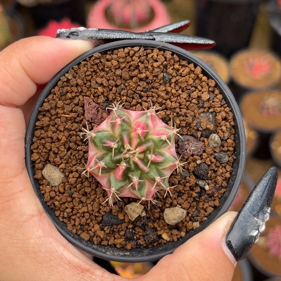 泰侧牙米哈 带盆土发货