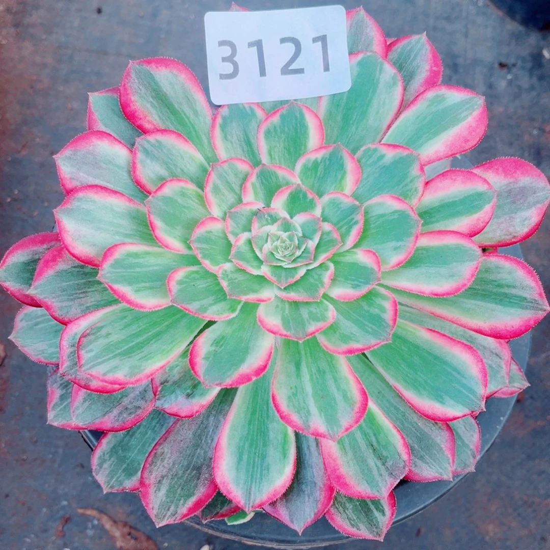 新品忘记名字了多肉