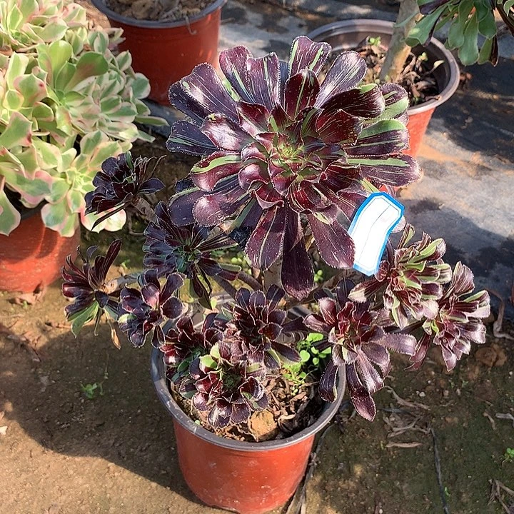 水墨丹青776号的，，，，