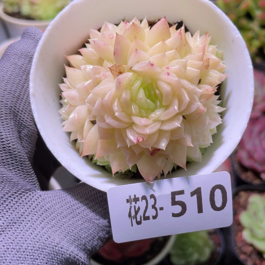 花利美23-510麦秆群