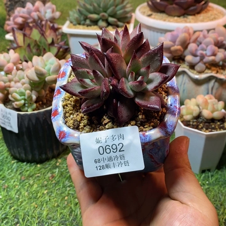 0692啊啊啊啊啊啊啊啊啊