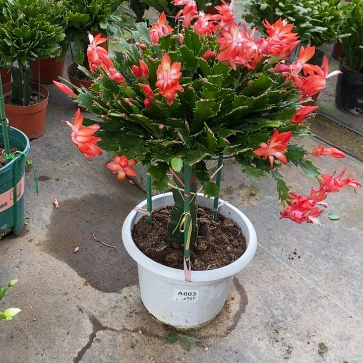 当前无花栽培后可以开花003嫁接双色