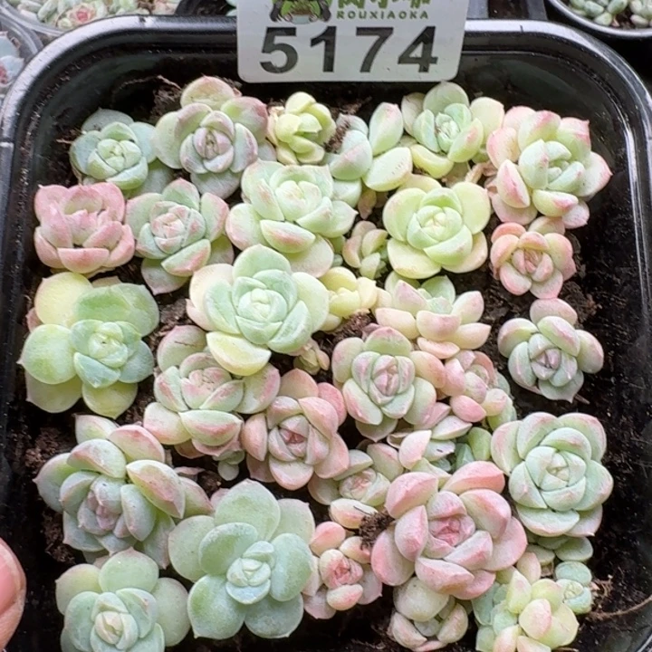 多肉植物多肉植物