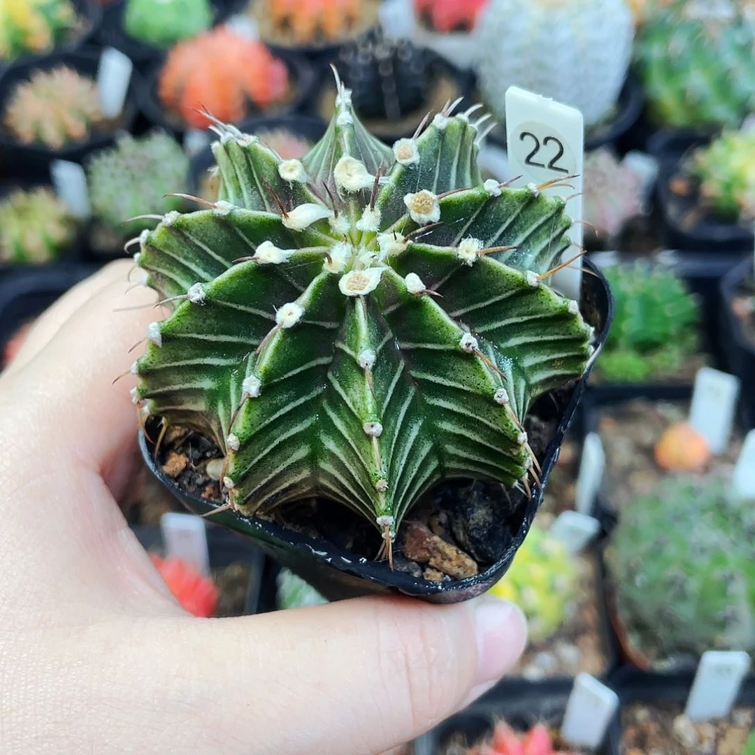 非偏远地区满25包邮仙人球裸根