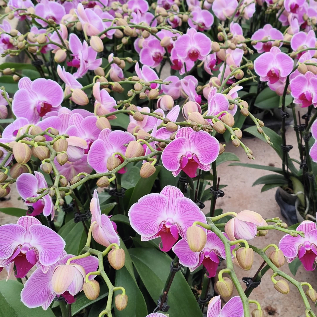 安妮蝴蝶兰盆栽花卉多年生室内阳台易养护爆花强茶室盆景