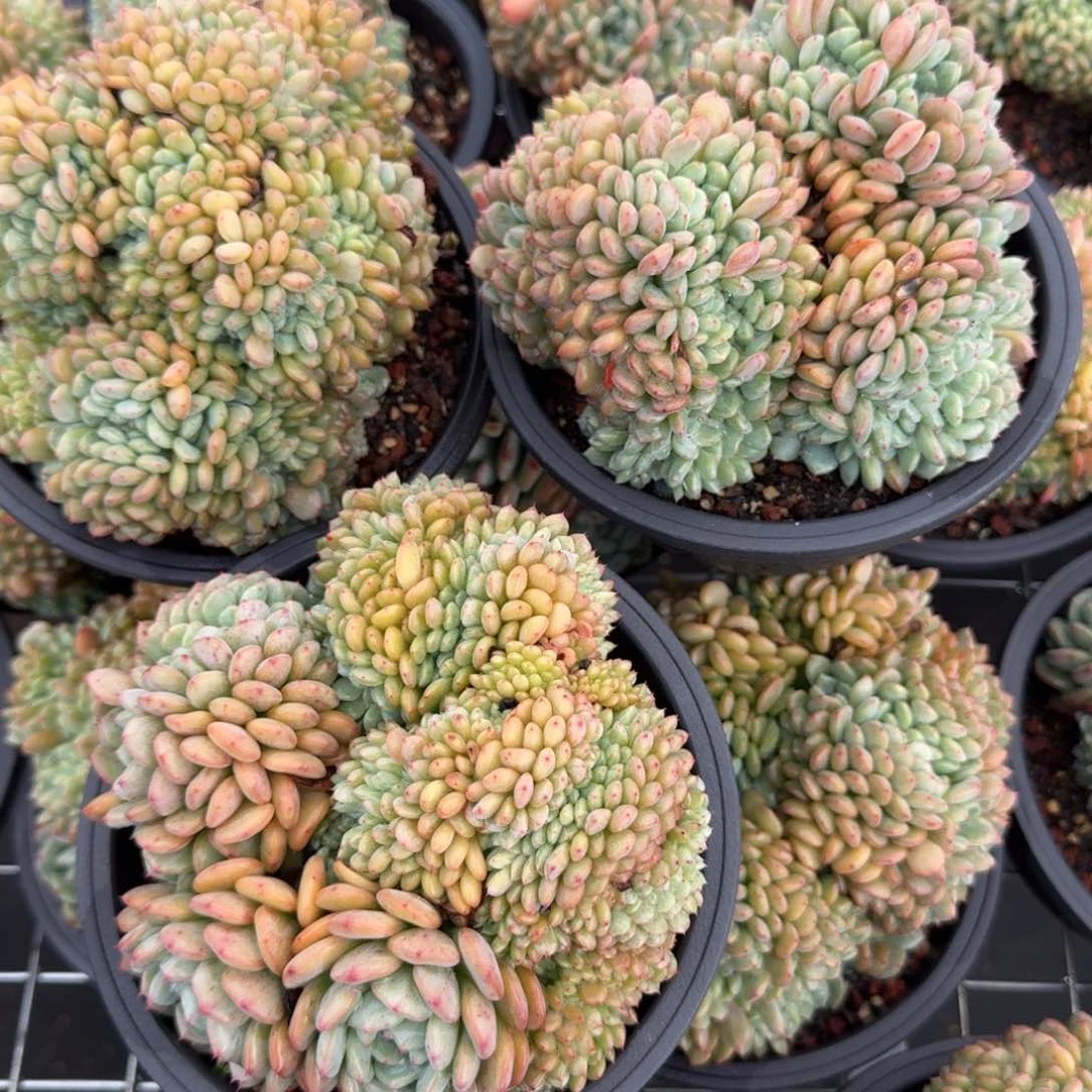 无花朵白胖子缀化