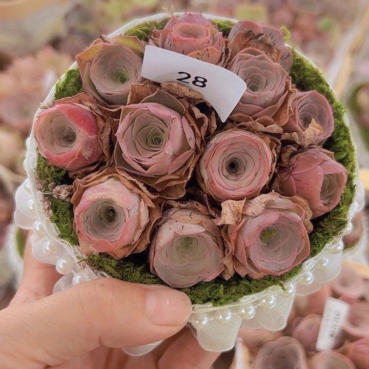 呃****山地玫瑰多肉植物山地28