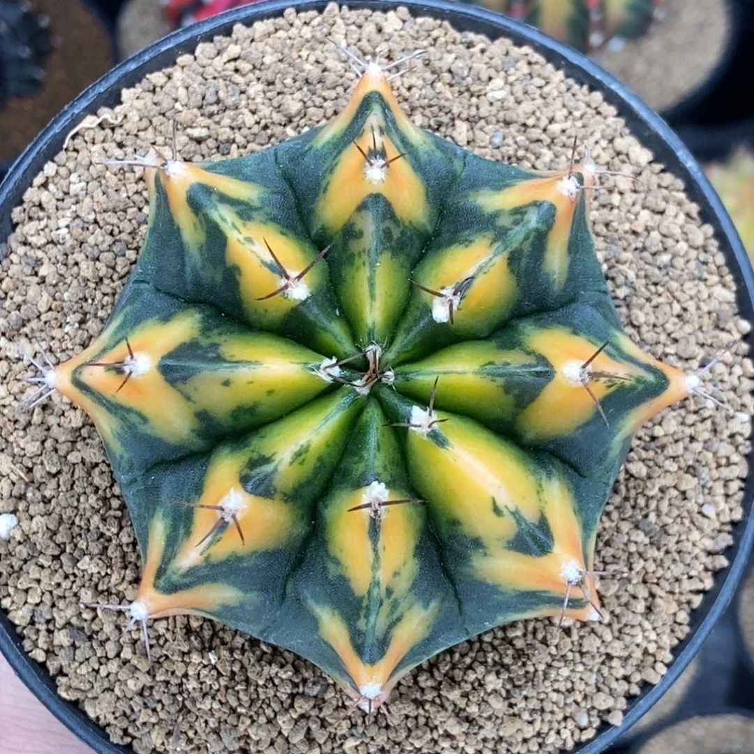 米哈肋骨仙人球62