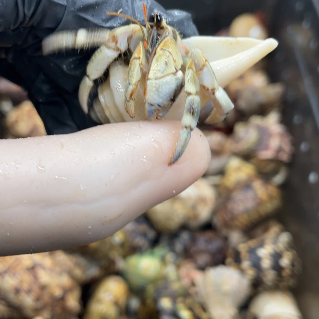 不退不换活体宠物118