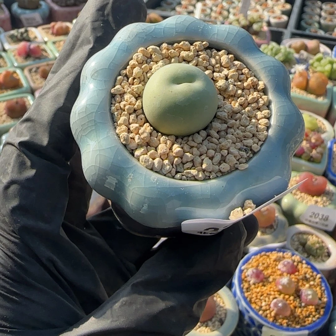 2232--一物一拍 带盆