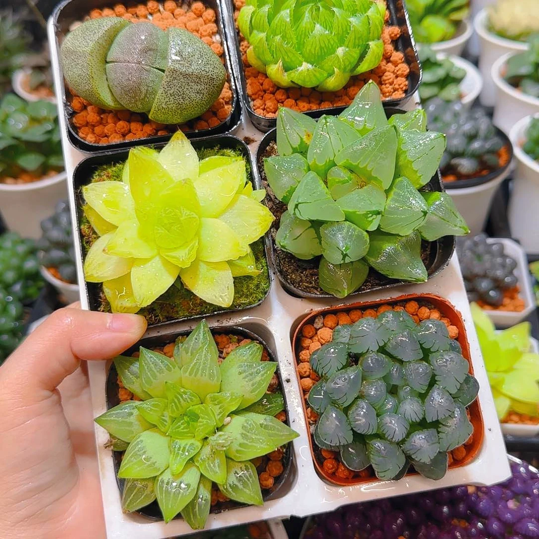 玉露六件套多肉，原盆