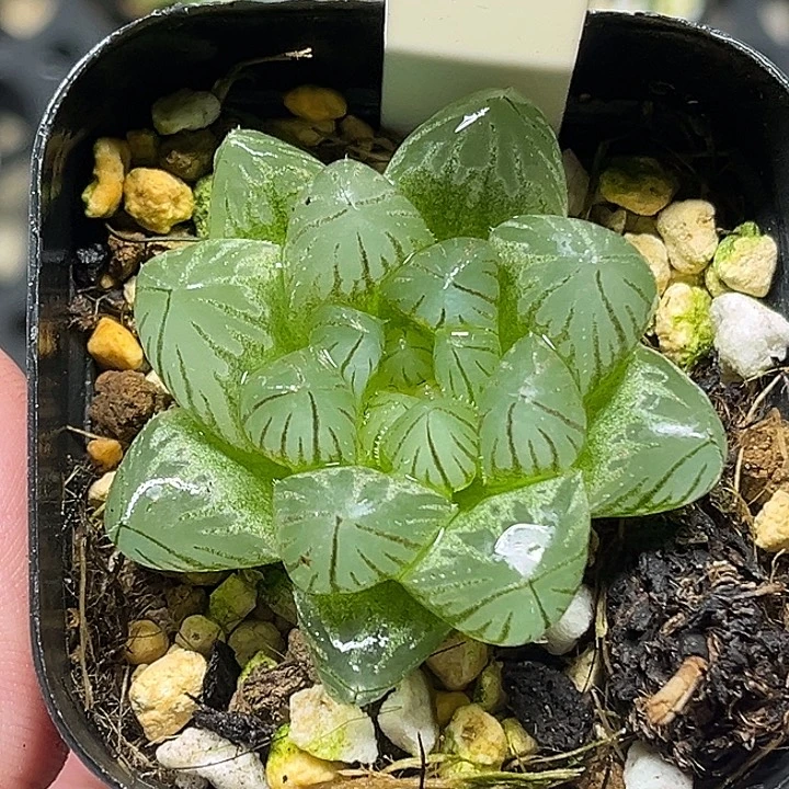 110大窗雨斑霓虹灯