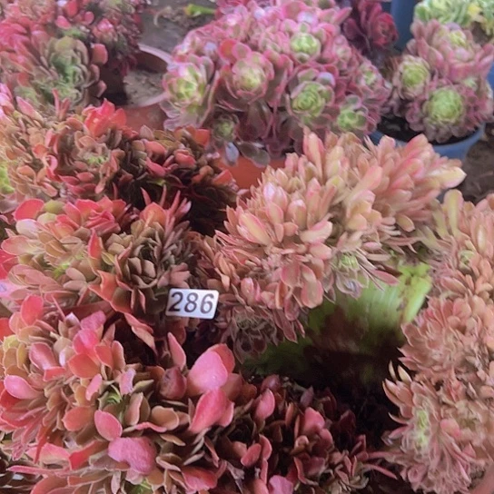 独***风多肉植物三个法师