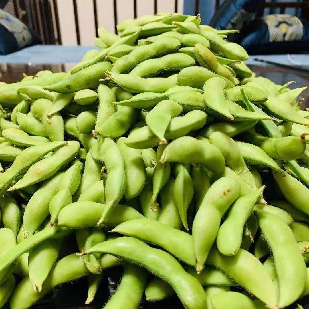 苏北农家现摘新鲜毛豆