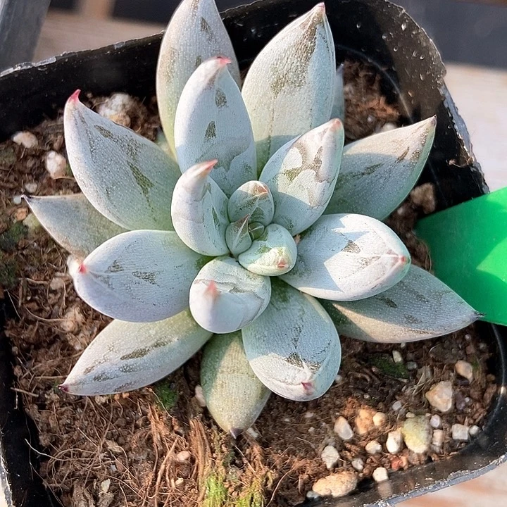 多肉植物魔爪967多肉