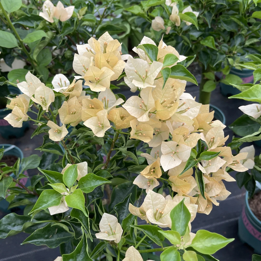 【蒙茶】嫁接棒棒糖，默认运输途中掉花掉叶，小断枝介意慎拍