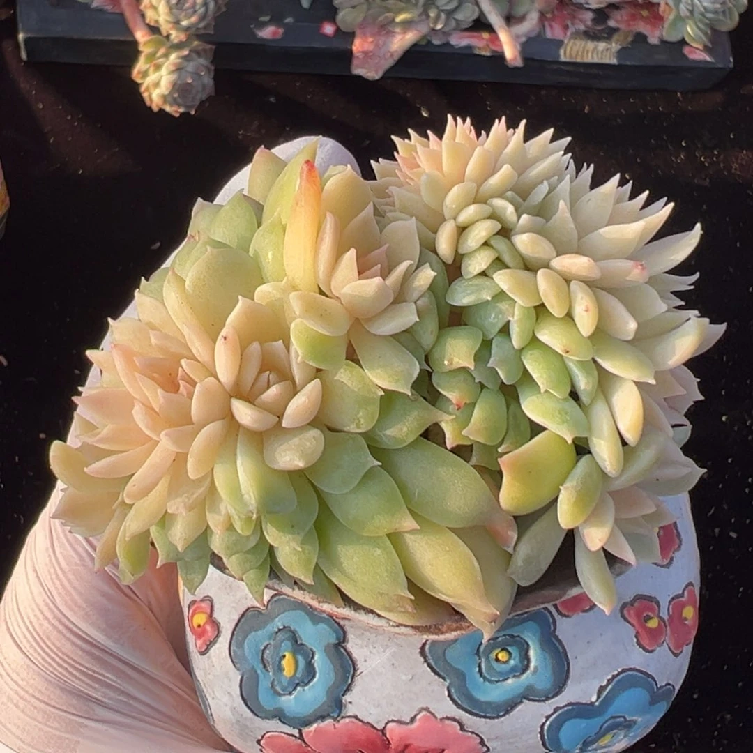 新年快乐新年快乐