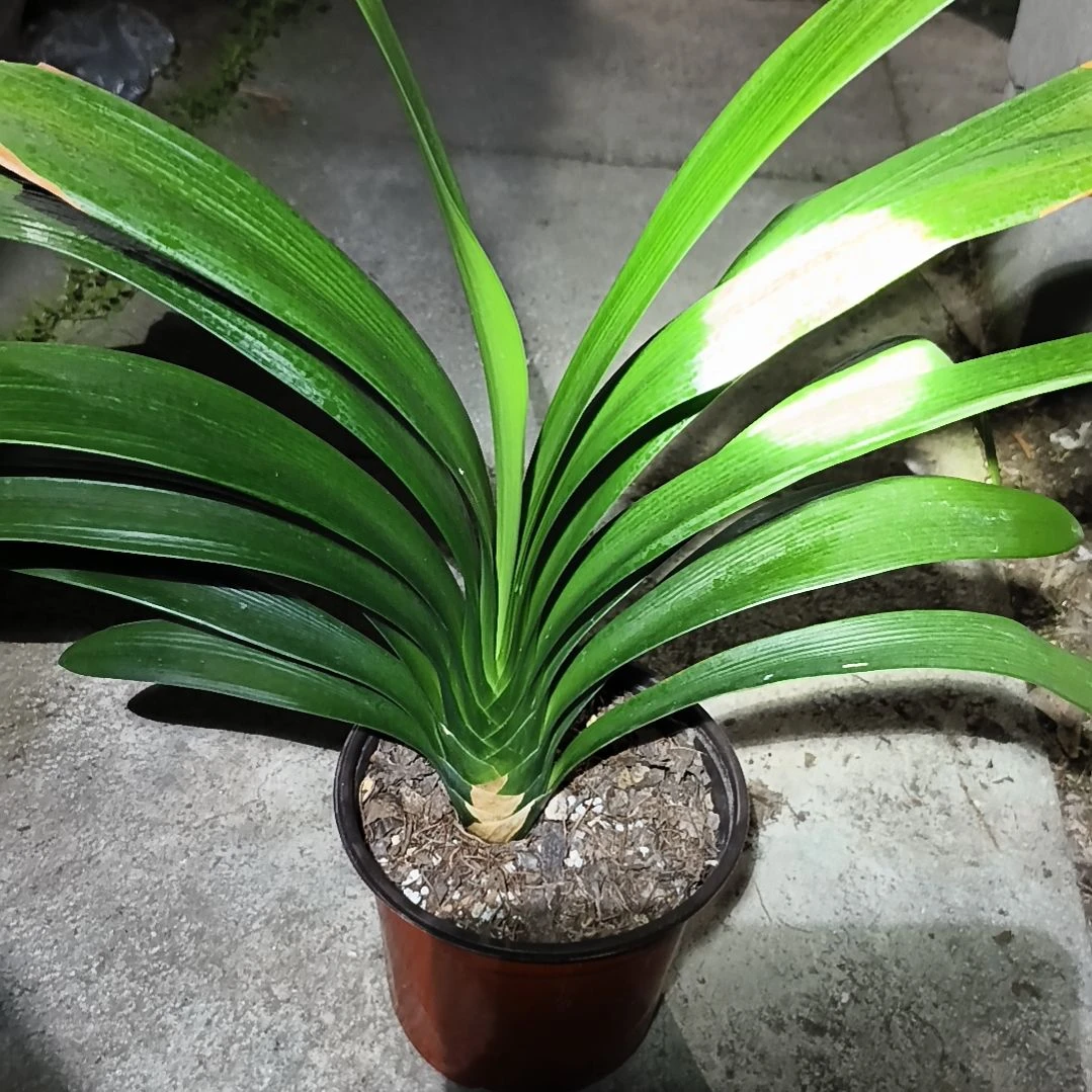 虎***妞当前无花栽培后可以开花盲盒大苗残叶特惠一棵