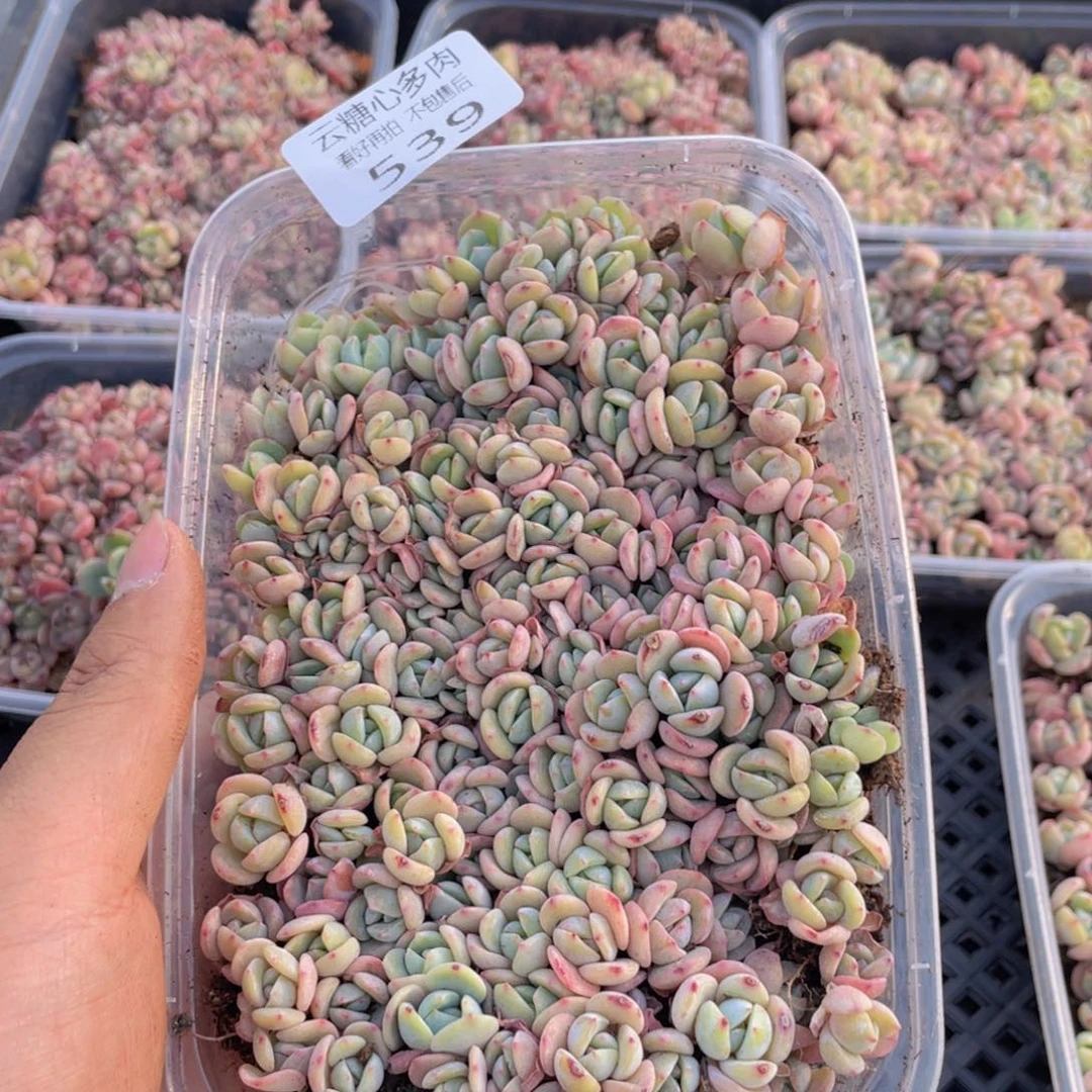 云糖心多肉植物539