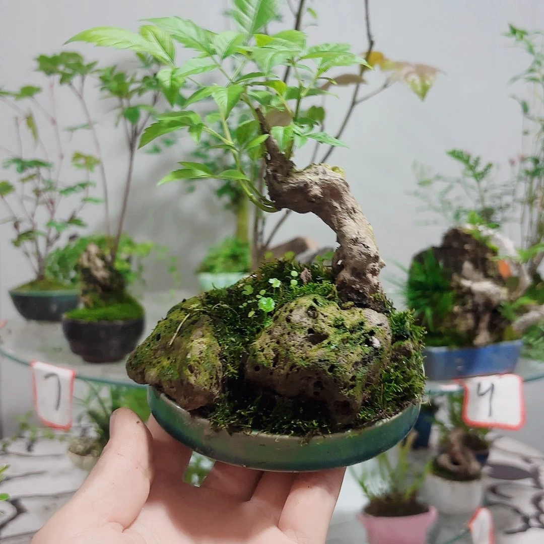 无花朵?****呀一物一拍 所见即所得35