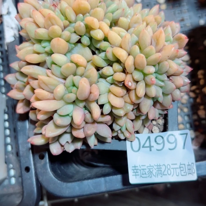 幸运儿的一句台词我真的好