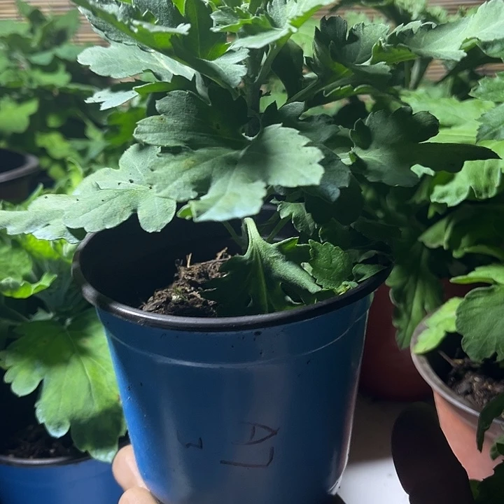 当前无花朵，栽培后可花朵公爵