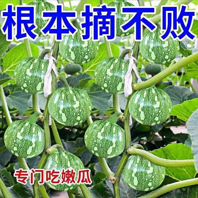 5包早熟嫩南瓜种子一串铃小南瓜种籽花皮小青瓜农家田园蔬菜种子