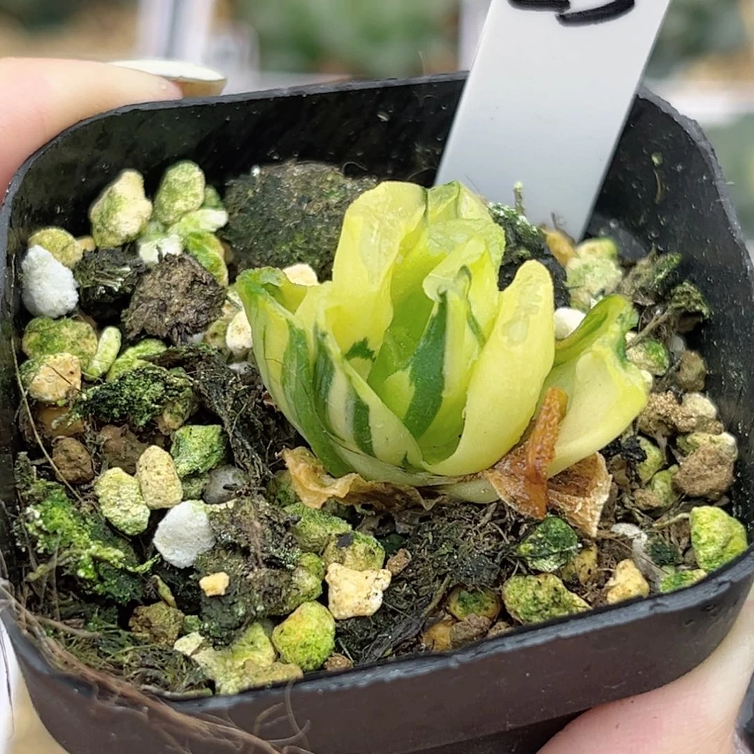 53万象锦（根不好介意勿拍）福利专场