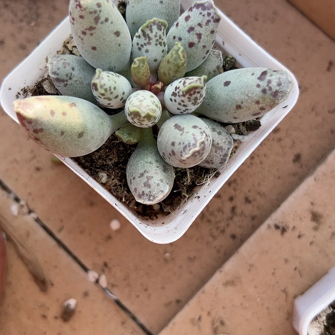 多肉植物海豹多肉