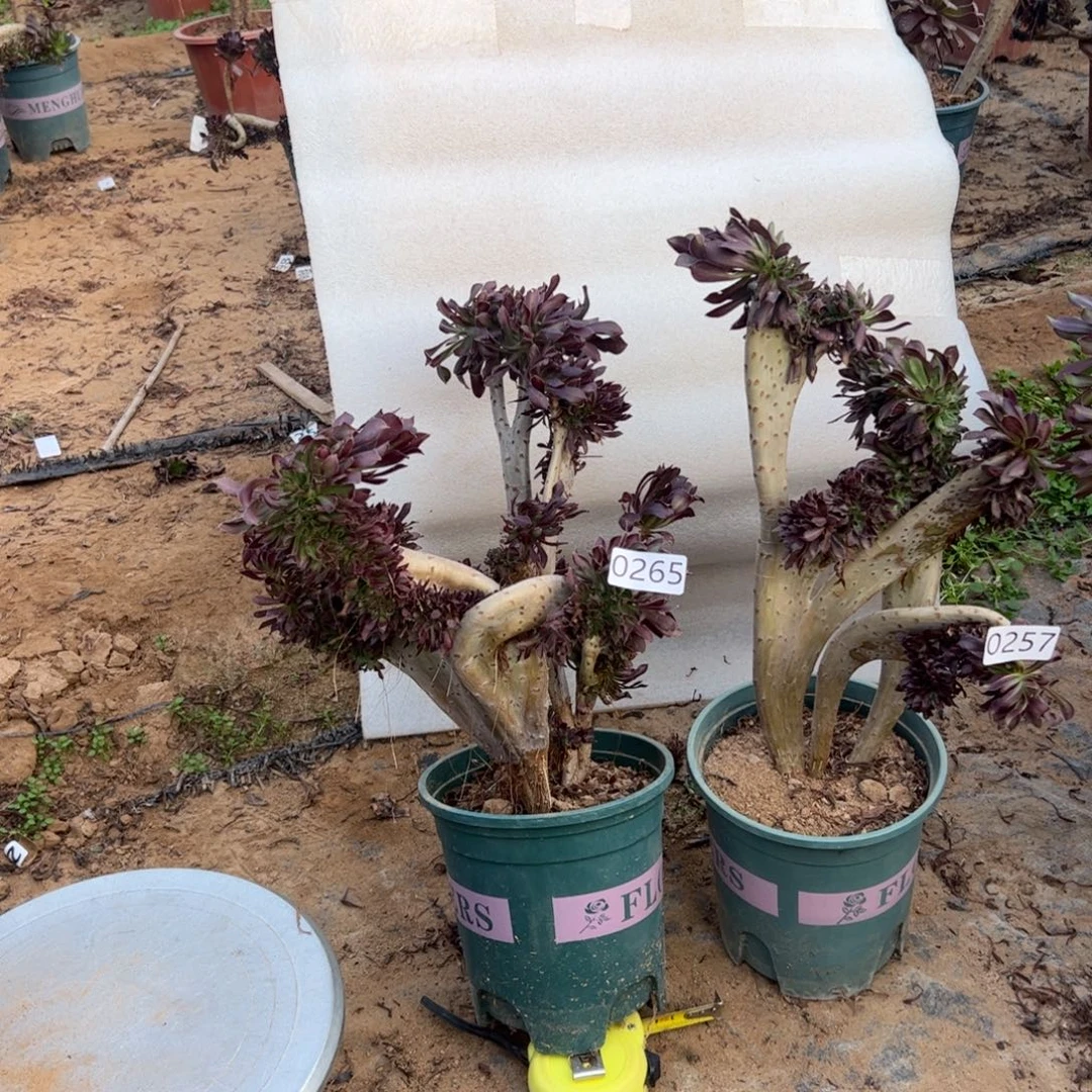 有伤两颗黑缀265.257