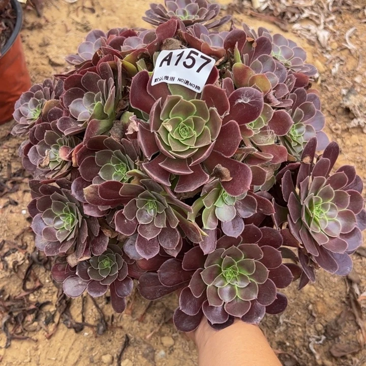 荷兰玫瑰多肉植物157.