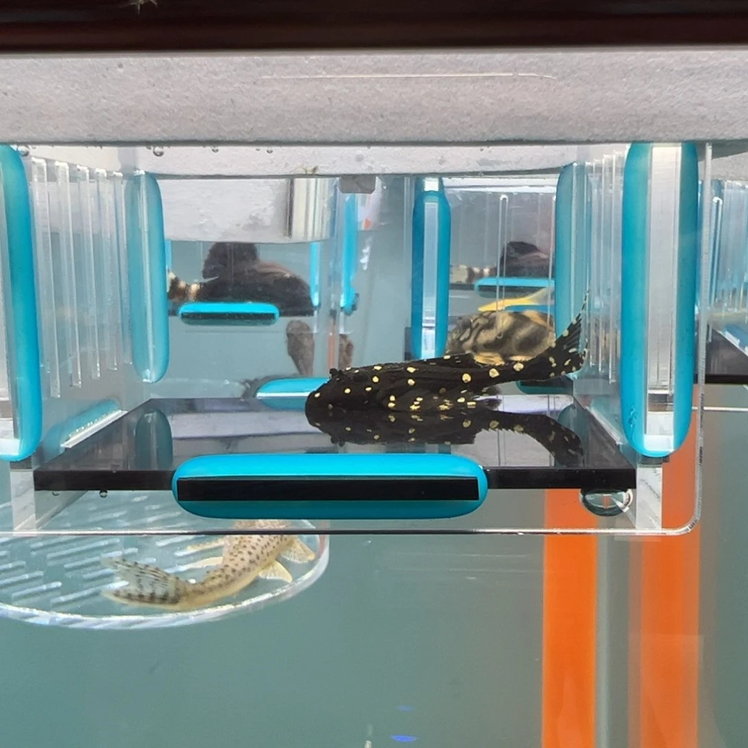 清道夫录完整开箱视频、入缸后不包损5.5