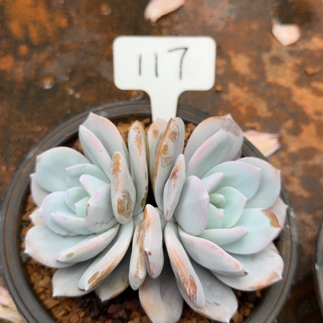 117。     奶茶双头