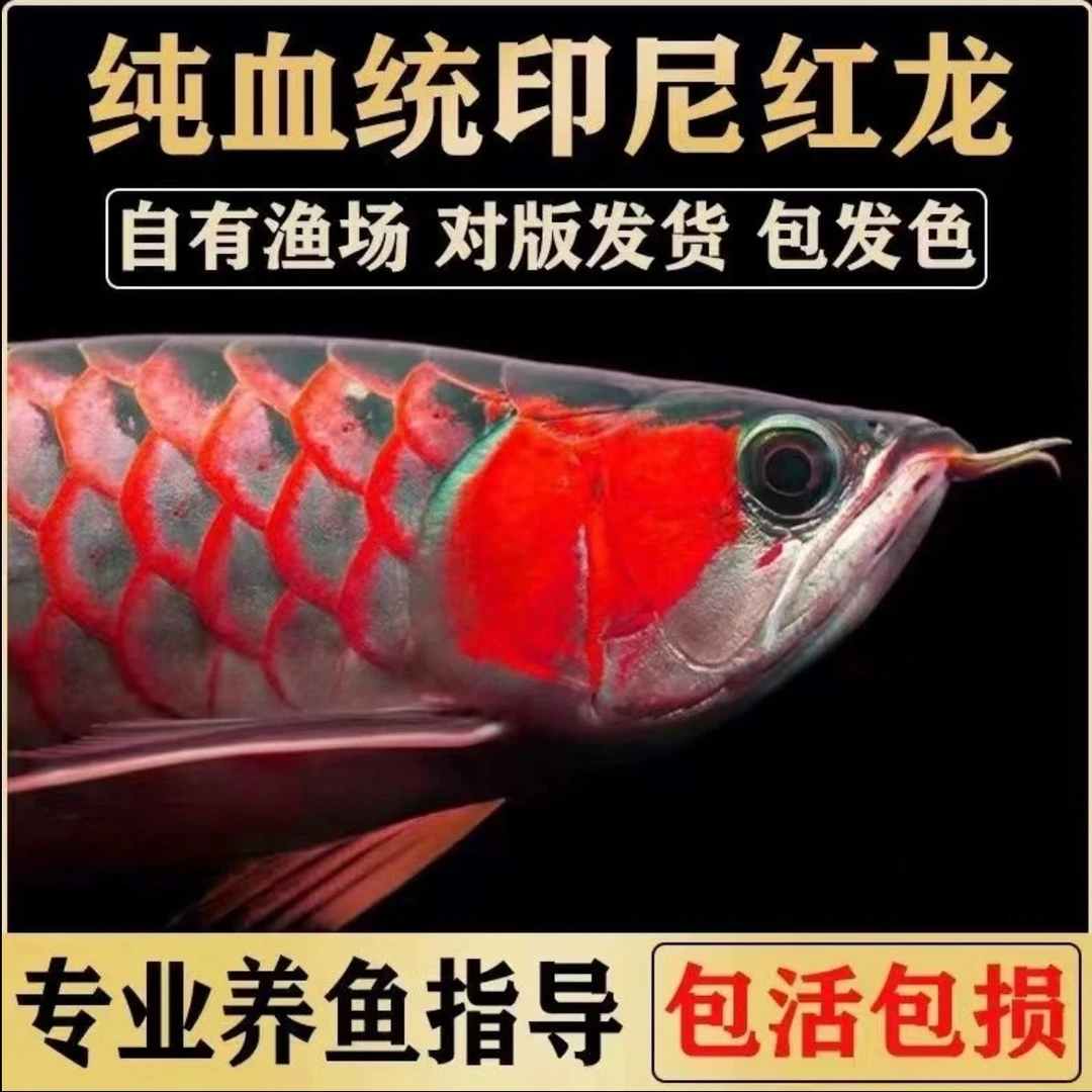 印尼红龙鱼活鱼大湖超血辣椒热带淡水观赏鱼苗练手红龙金龙鱼幼苗