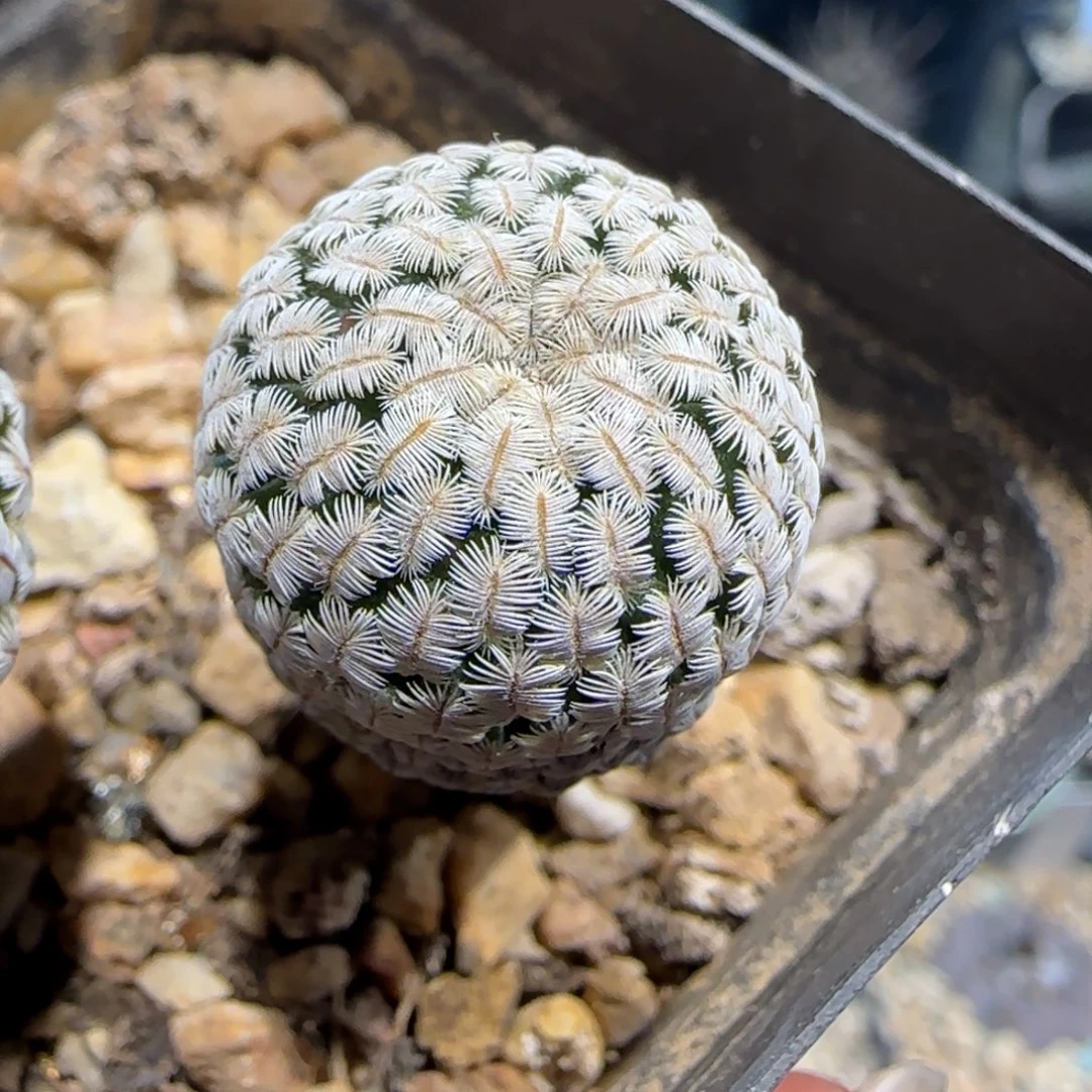 02实生白斜子多肉2厘米