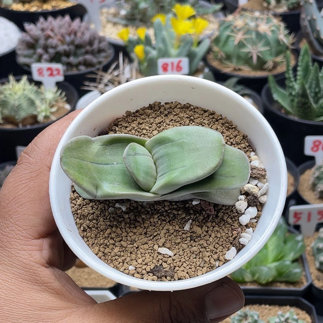 实生青皮卧牛 带盆土包邮