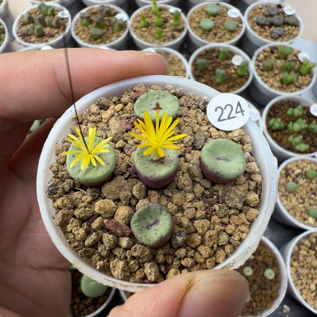 Sh2736嘴一颗脱土224000