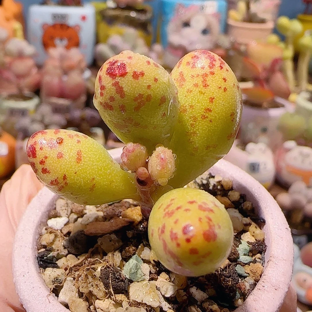 T可爱小黄鱼盆口4cm