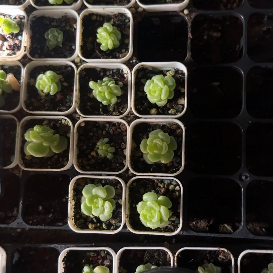 荔枝中苗盆9床一个满25包邮