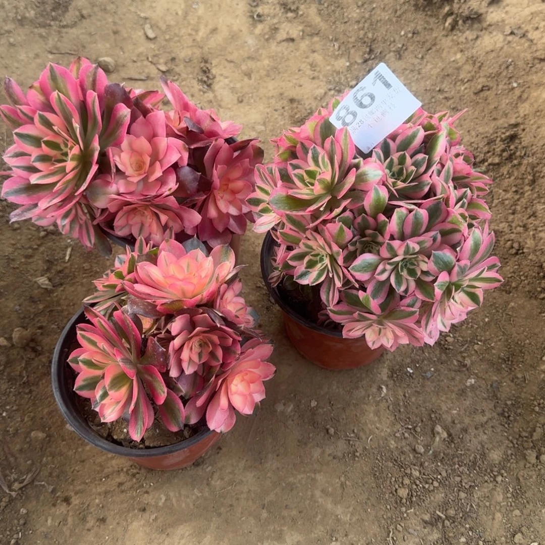 夏*861号3颗母本清棚不包损