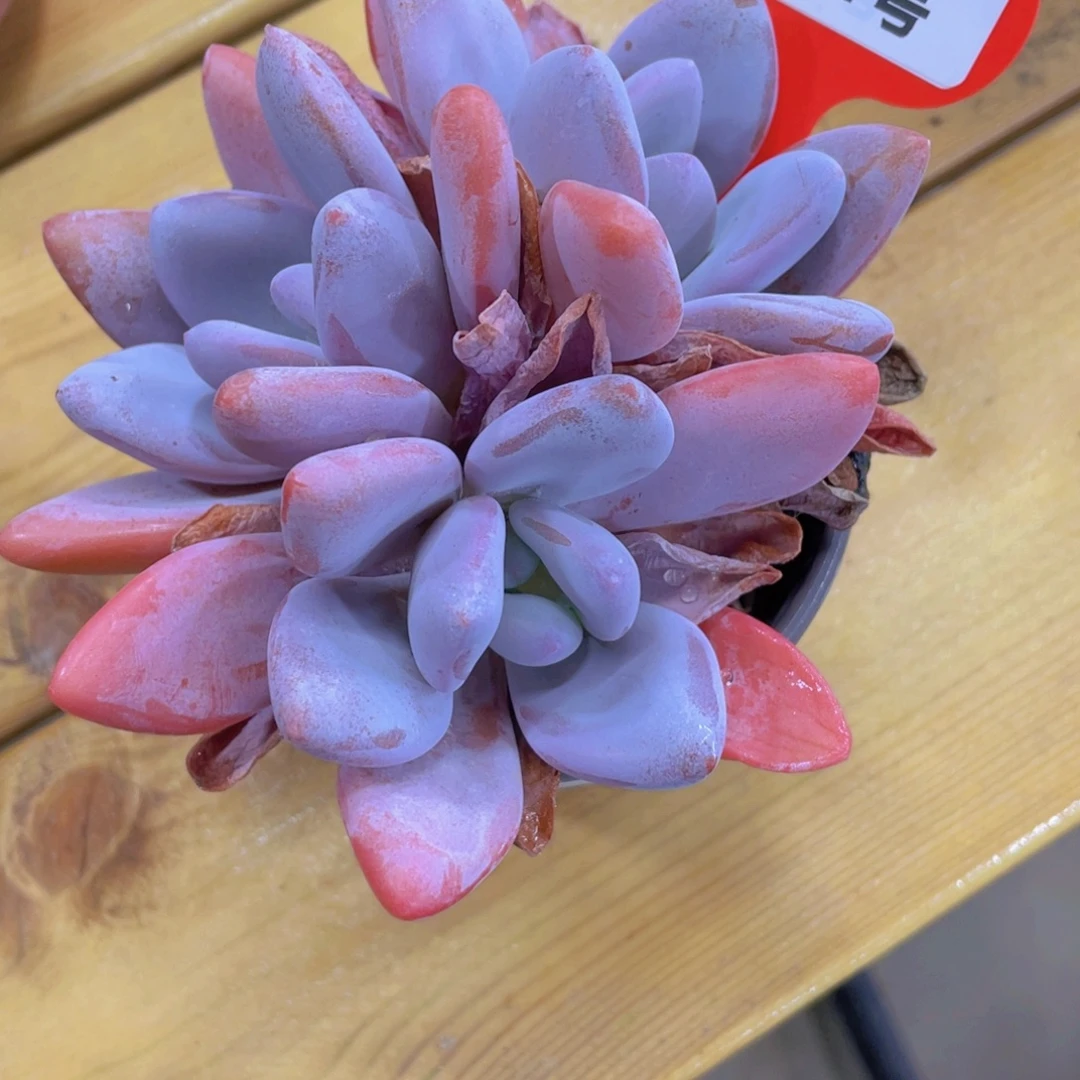 161号 老桩粉兔全状态多头群