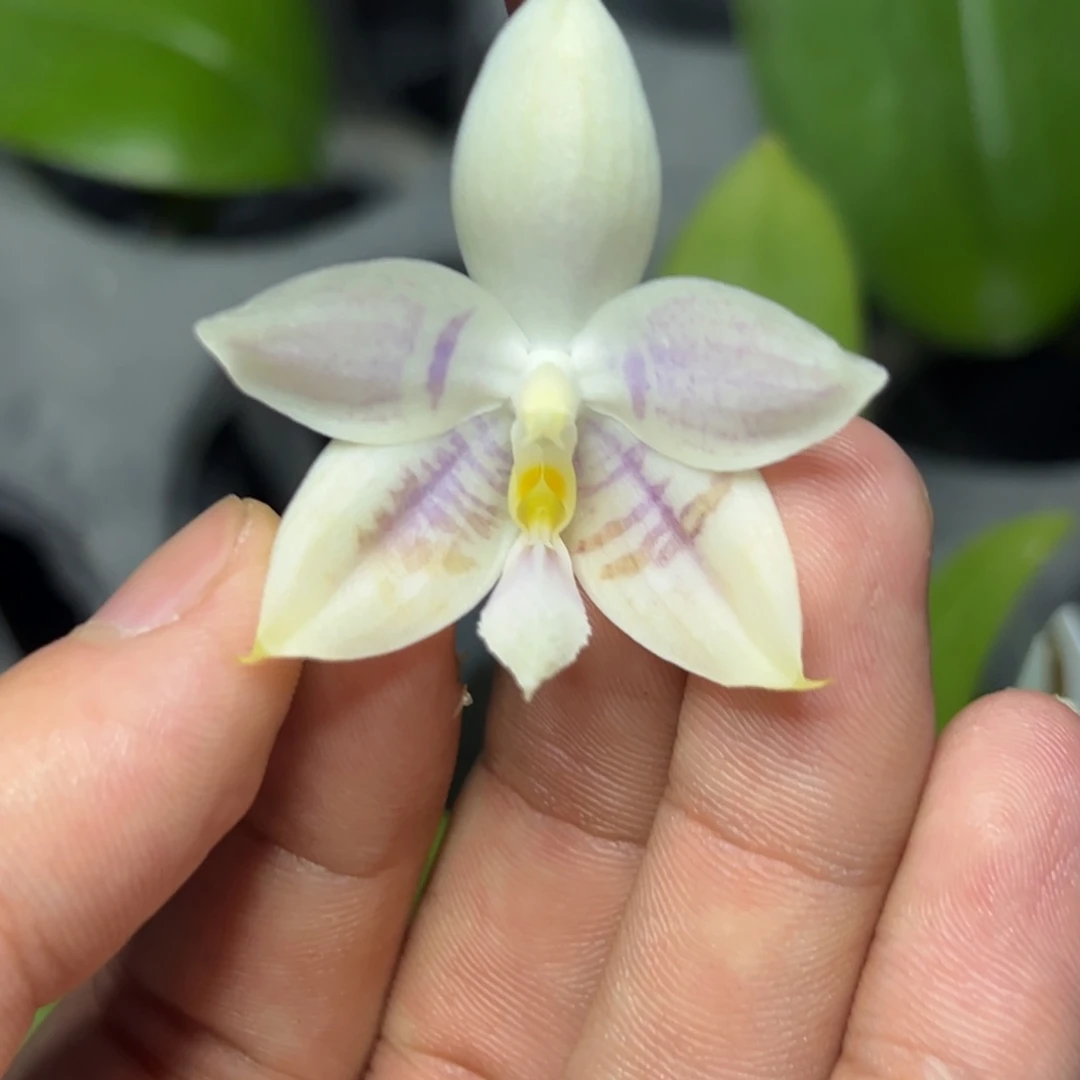 完全开放l157柳林3715